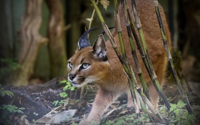 Lynx hunting