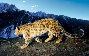 Снежный леопард