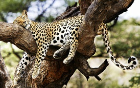 Спящий гепард 