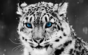 Голубоглазый снежный леопард