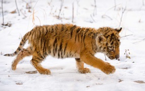 Snow tiger cub