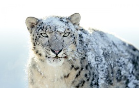Snow white leopard wide