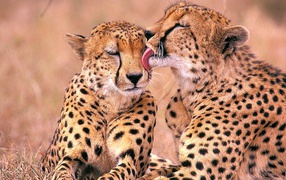 Южно-Африканские гепарды