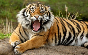 Sumatran dangerous tiger