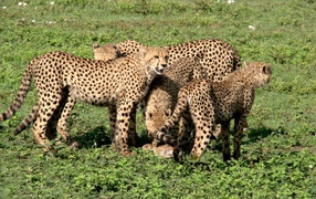 The family of cheetahs