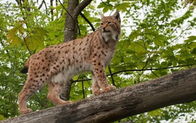 Рысь на дереве