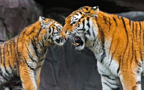 The meeting of two tigers