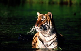 Tiger bathes
