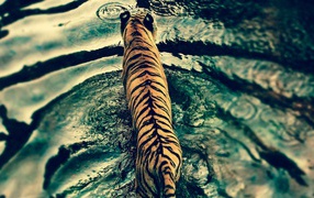 Tiger in disneys animal kingdom