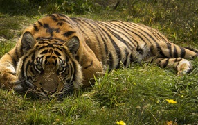 Тигр лежит в траве