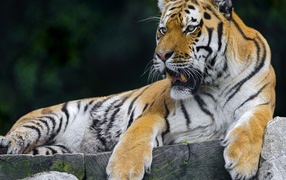 Тигр отдыхает на помосте