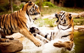 Тигры играют