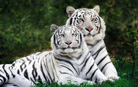 White bengal tigers widescreen