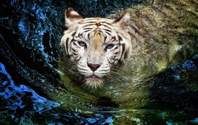 Белый тигр в воде