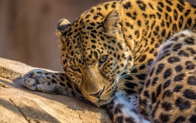 Zoo leopard