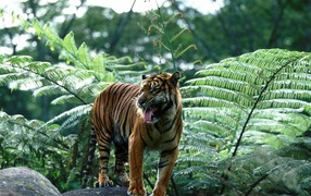 	  Indian tiger