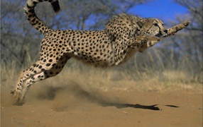 Прыжок гепарда