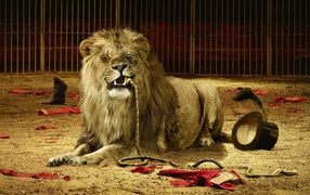 	  Lion ate trainer