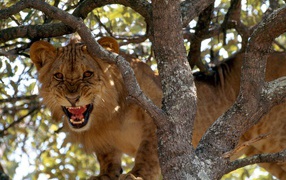 	  The lion on the tree