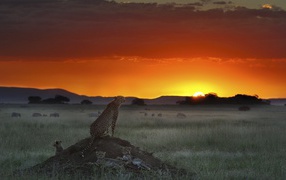 	   Cheetah looking out for prey