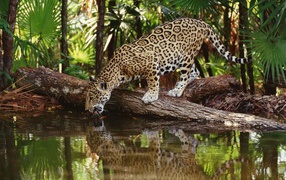 Ягуар на водопое
