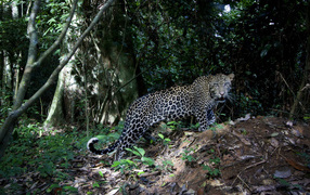 Леопард на природе