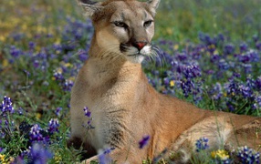 Пума лежит в синих цветах