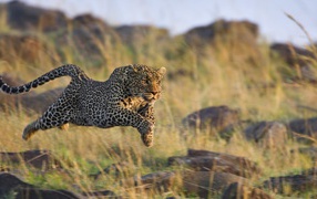 	   The leopard in a jump