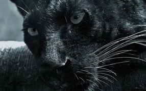 Морда черной пантеры