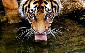 Тигр пьет воду