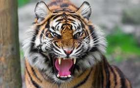 Тигр показывает клыки
