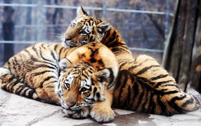Тигры в зоопарке
