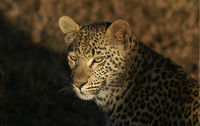 Дикая кошка леопард