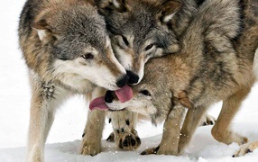 Communication wolf