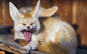 Fox Fenech