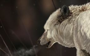 The head of the white wolf