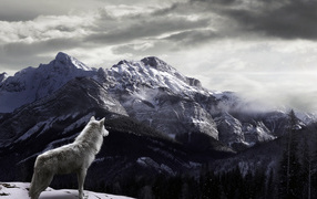 The wolf in the mountains