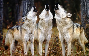 Trio wolf