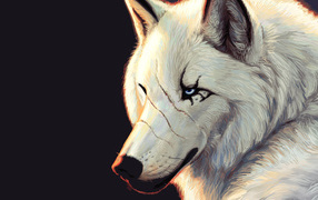 White wolf with scars