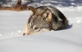 Wolf resting in the snow