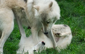 Волки играют на траве