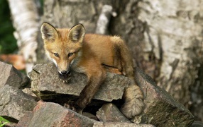	  Fox is lying on the stone