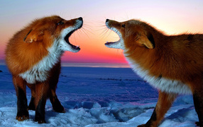 	   A pair of foxes