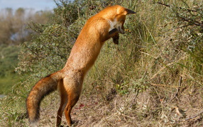 	   Fox catches mice
