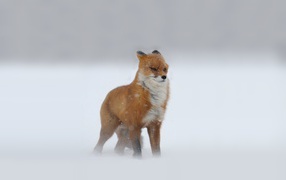 	   Fox snowy winter