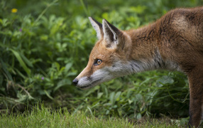 	   Red Fox