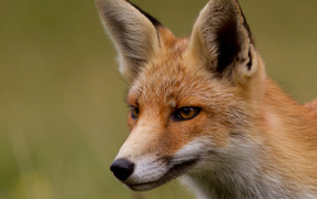 	   Sly red Fox