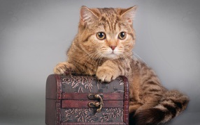 Шкатулка и котёнок