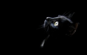 Забавный котенок на черном фоне