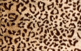 Banal leopard